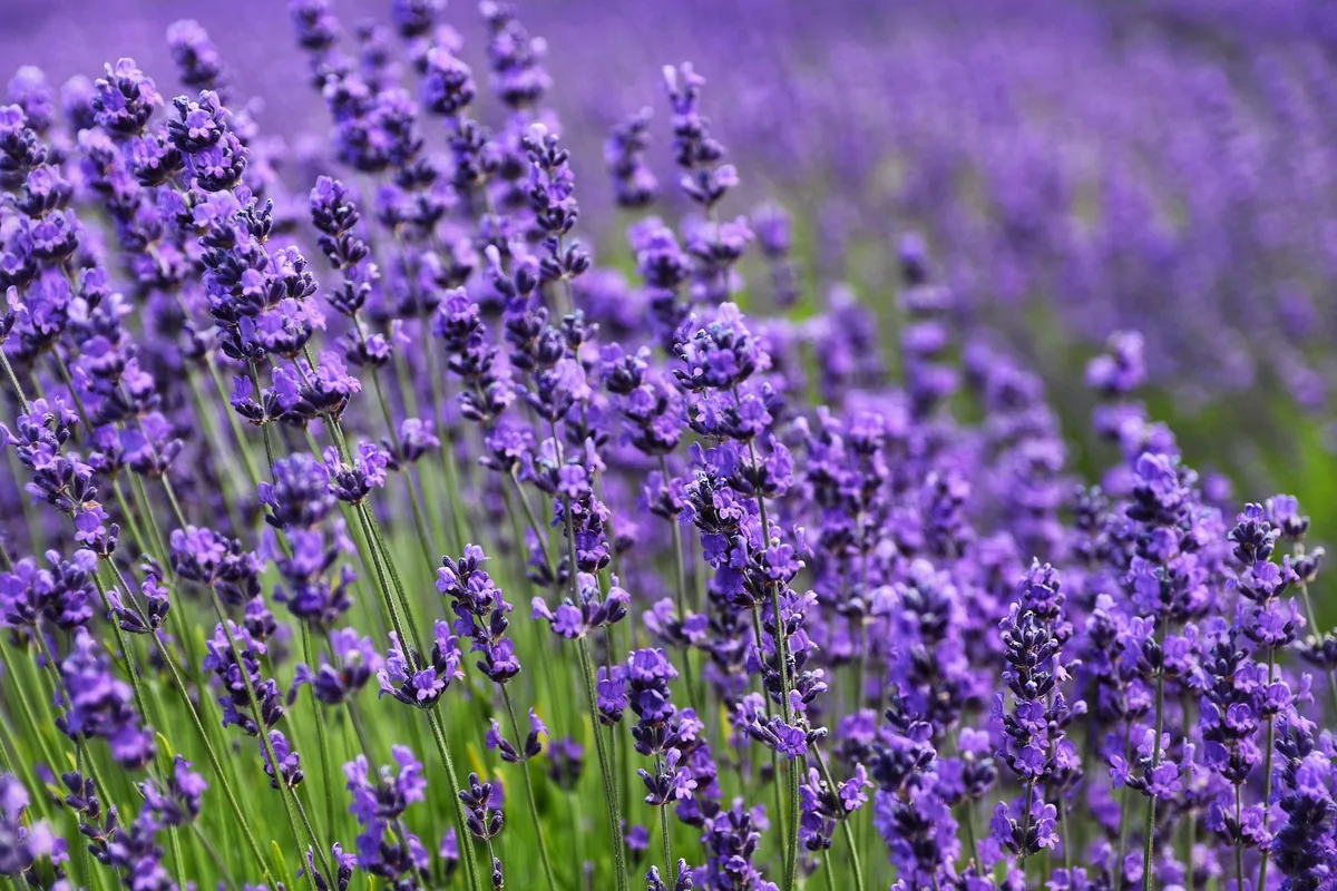 Épis de lavande violette en gros plan